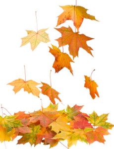 autumn-leaves-large.jpg
