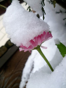 winter-flower-beds-sm.jpg