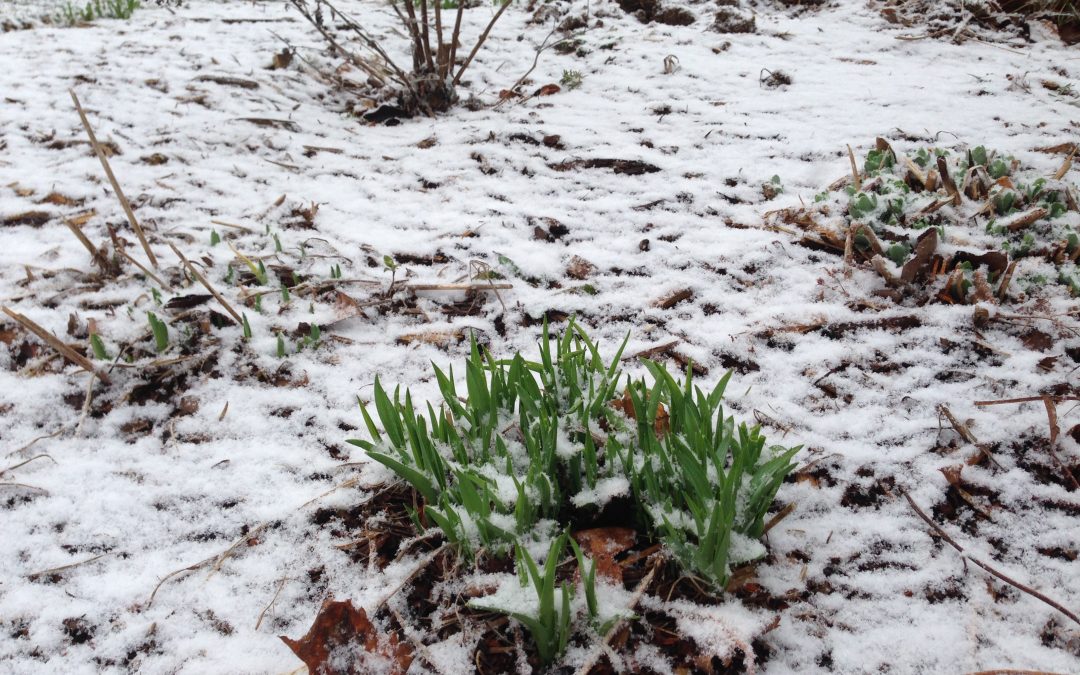 The Impact of an Early Spring on Your Landscape