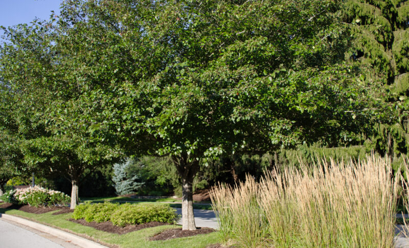 a landscape solutions truck removing a dead tree